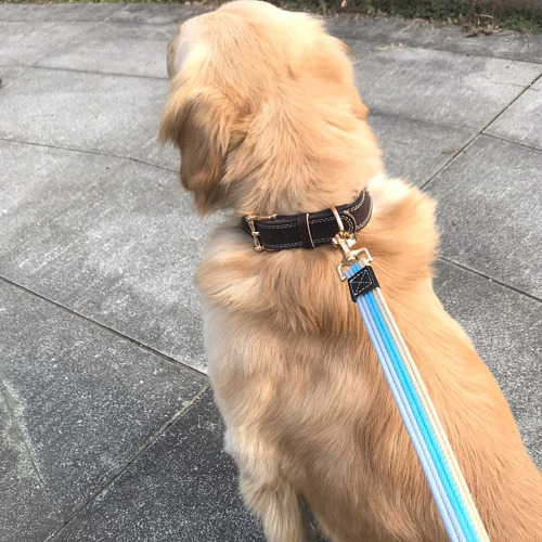 Correa De Entrenamiento Resistente De Algodón Para Perros