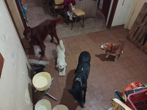 Imagen 6 de 10 de Guardería Y Pensión Canina El Perrito Rojo
