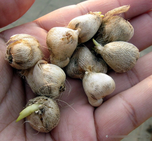 Bulbos De Sparaxis (flor Arlequina) X10 Bulbos De Holanda