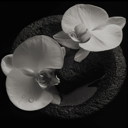 Vinilo: Patton Mike / Vannier Jean-claude Corpse Flower Lp V
