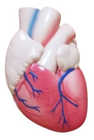 Figura Anatómicas: Corazón