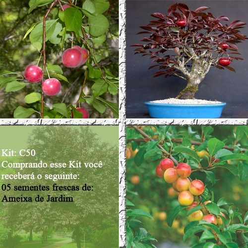 Ameixa De Jardim - Sementes Fruta P/ Vasos E Mudas