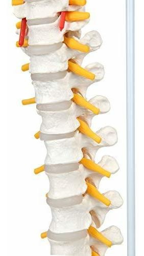 Axis Scientific - Columna Vertebral Flexible De Tamaño Natu