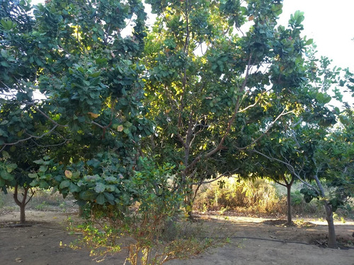 Imagem 10 de 14 de Chácara 3 Hectares , Casa, Agua Luz Beira Rio S Fraco