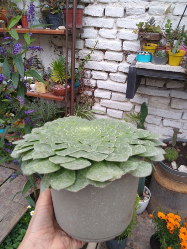Suculenta Aeonium Tabulaeforme