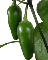 Comprar Semillas Ají Picante Jalapeño, Organicas