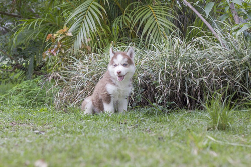 Imagen 10 de 10 de Husky Siberiano Manto Rojo Hembra
