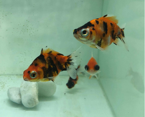 Pez Carrasuis Goldfish - Telescopico Tricolor