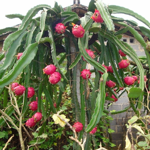 Esquejes Pitahaya Roja Pulpa Roja, A Nivel Nacional