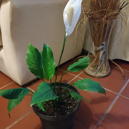 Lirio De La Paz O Cuna De Moisés