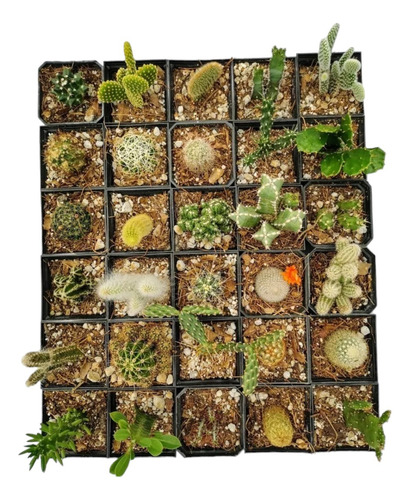 Cactus 30 Pzas Diferentes M3