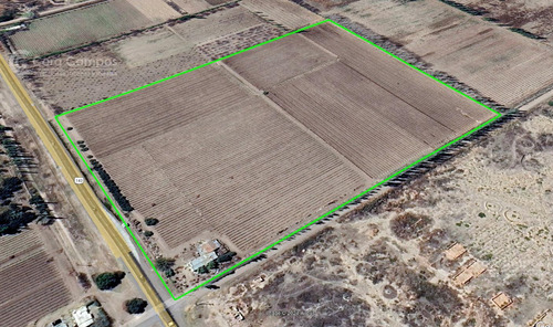 Se Vende Viñedo De 9ha En San Rafael - Mendoza