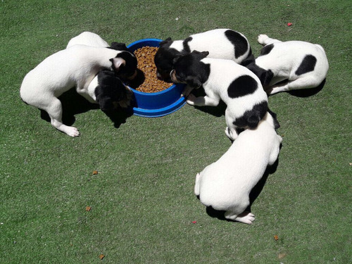 Cachorros Fox Terrier