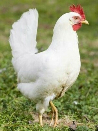 Imagen 5 de 5 de Huevos Fertiles X Unidad (gallina Leghorn)