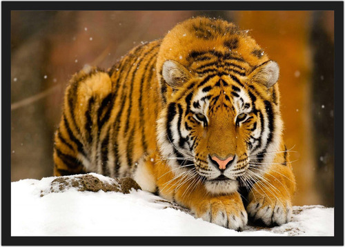 Quadro Decorativo Tigre Animais Salas Decoração Moldura Rc01
