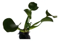 Comprar Decoración Planta Lirio De Agua\u002Fjacinto De Agua X2 Unidades 