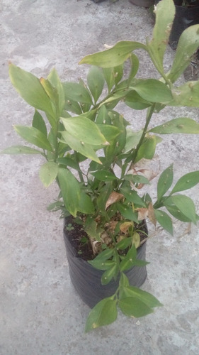 Planta De Ruscus Ruscu Medicinal Da Baya En Hoja