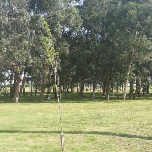 Imagen 7 de 12 de Lotes En Venta La Plata, Las Calandrias
