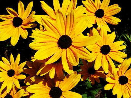 Semillas De Rudbeckia X 20 U.