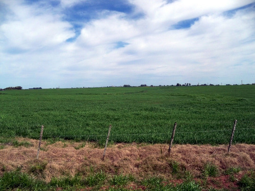 430 Has Agrícolas En Colonia, Próximas Al Puerto De Palmira