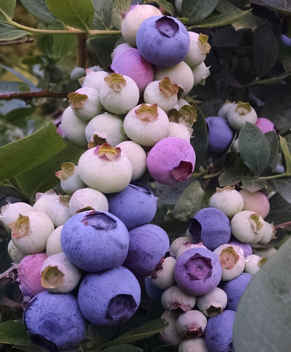Imagen 10 de 10 de Plantas De Frutos - Arandano , Zarzamora , Grosella