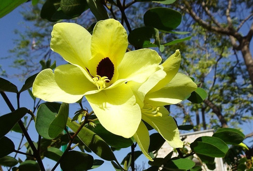 Árbol Bauhinia Tomentosa (pata De Vaca Exótica) 