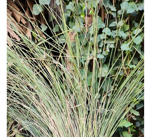 Paspalum Haumanii ! Gramineas Nativas, Gigantes !!!