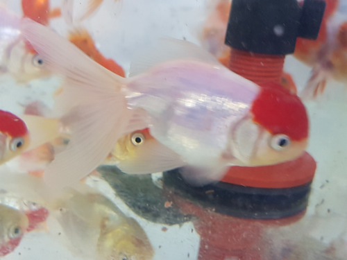 Pez Red Cap Mediano