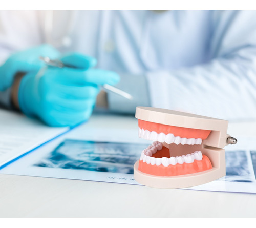 Modelo De Dientes De Tamaño Real 1: 1 Para Dentista
