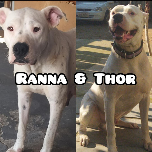 Filhote De Dogo Argentino 31 Dias