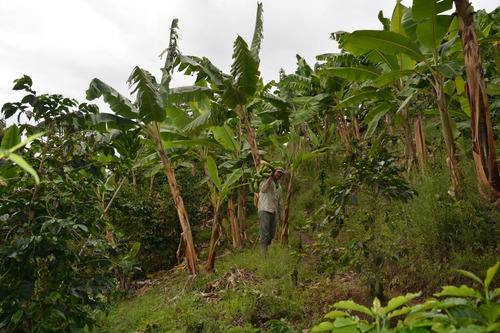 Venta De Finca En Vereda El Descanso (neira)