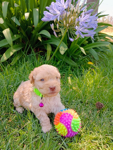 Poodle Apricot Disponibles Hembra Y Machos