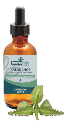 Kalanchoe Daigremontianan Extracto-tintura 100ml + Gotero