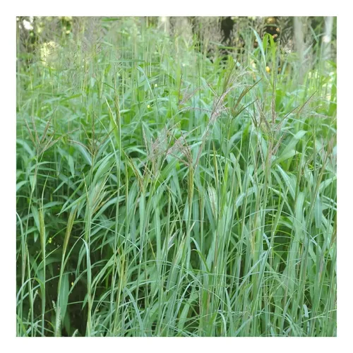 Hierba Andropogon Gayanus Matsuda, 20 kg de semillas