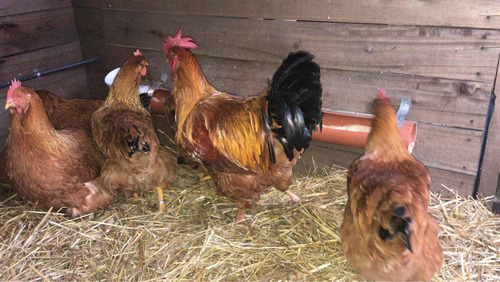 Imagen 10 de 10 de Huevos Fértiles De New Hampshire