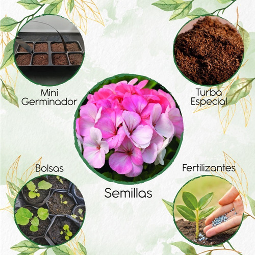 10 Semillas De Flor Geranio Con Kit De Germinación | MercadoLibre