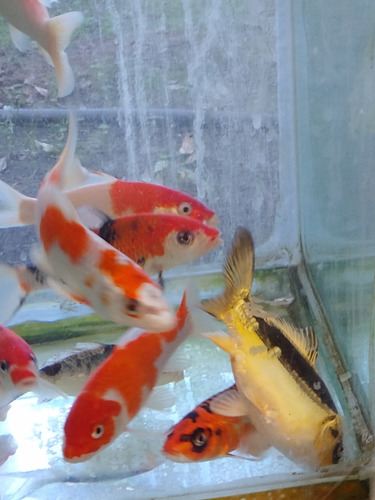 Imagen 3 de 9 de Peces Carpas, Koi , Cometas Grandes