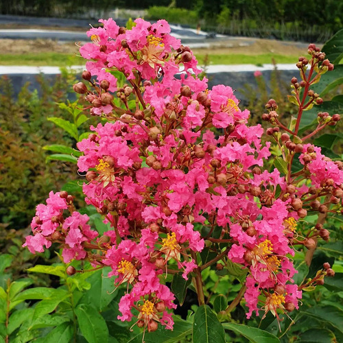 Crespón Fucsia De Semilla 100cm De Altura Aprox. Astronómica