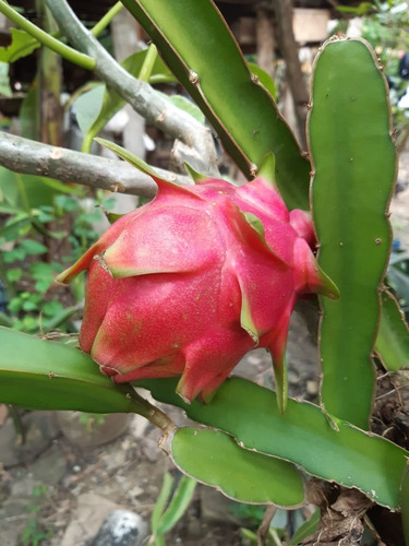 Esquejes 3 Pitahaya Pulpa Blanca + 3 Minipitahaya Roja