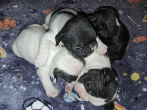 Cachorros Bulldog Frances 