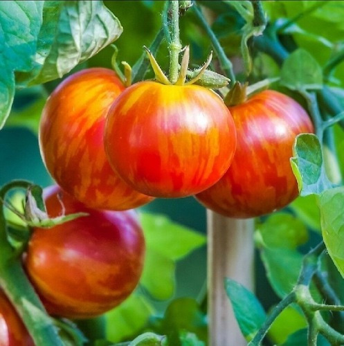 Semillas De Tomate Tigerella - 100% Naturales - Heirloom