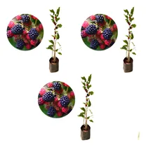 Comprar Kit Com 3 Mudas De Amora Big Portuguesa - Já Produzindo!