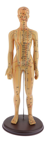 Modelo De Acupuntura Y Meridiano Del Cuerpo Humano