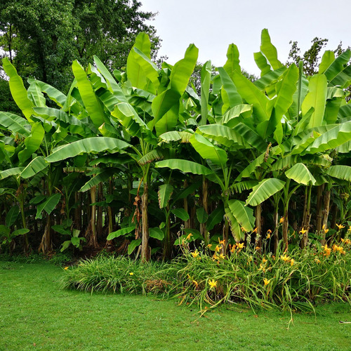 Kit 3 Mudas De Banana Mel Fácil Plantio Cultivo Com Manual