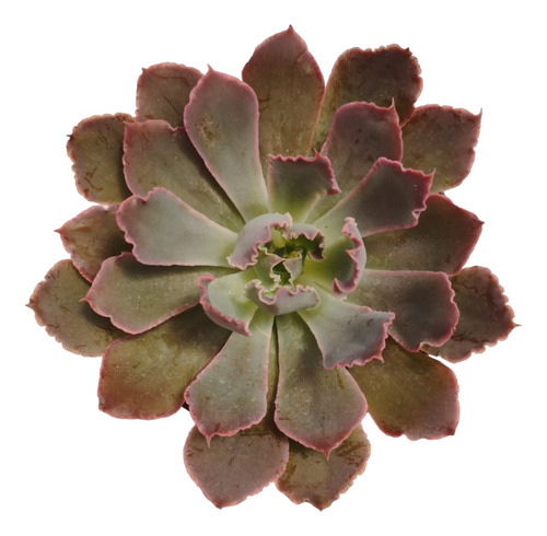 Suculenta Exótica - Echeveria Neón