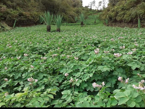 Oportunidad Única! Venta Finca En San Vicente Ferrer, Antioquia