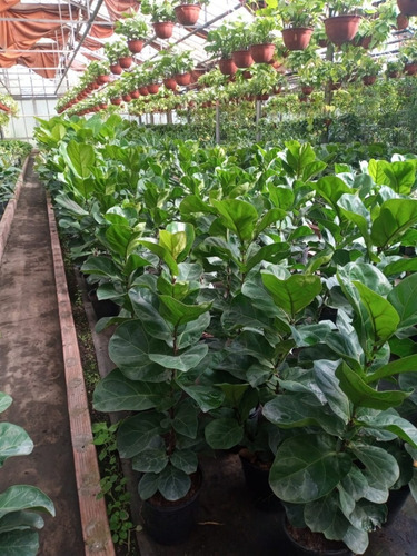 Ficus Pandurata - Hermoso - Entrega Gratis Caba Y Gba