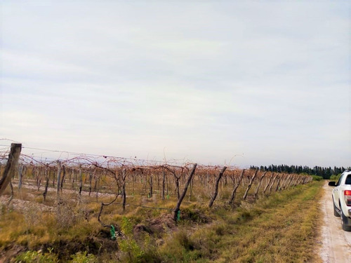Imagen 4 de 10 de Finca En Venta En Lavalle Mendoza Con Cultivo