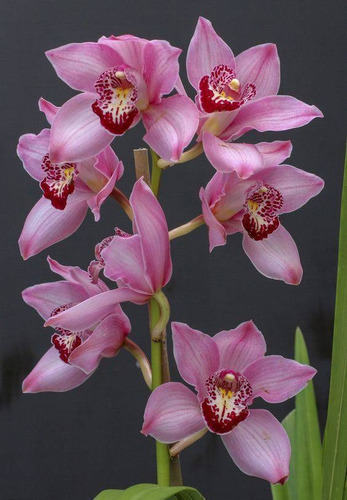 Orquídea Cymbidium Cor De Rosa - Adulto