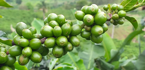 Imagem 1 de 15 de Fazenda, Para Venda Em Carangola/mg - Var1212ale